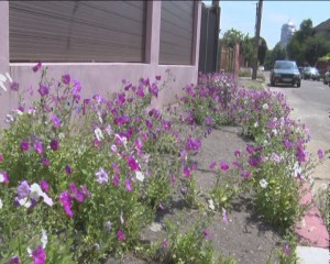 AU ÎNFLORIT... TROTUARELE. ÎN BUZĂU, RĂSAR FLORI DIN PASAJELE PIETONALE