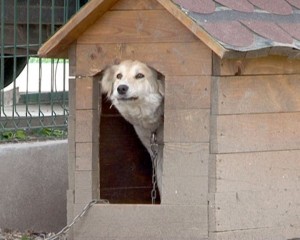 RECENSĂMÂNT CANIN. CÂINII VOR FI MICROCIPAŢI ŞI STERILIZAŢI