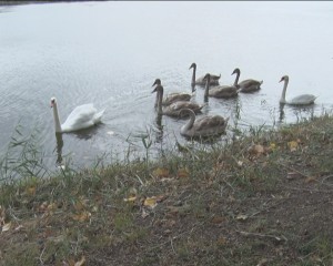 LACUL LEBEDELOR. OPT PĂSĂRI ŞI-AU GĂSIT SĂLAŞ ÎN PARCUL TINERETULUI