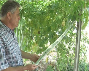 O SPECIE NOUĂ DE DOVLEAC LA STAŢIUNEA EXPERIMENTALĂ. SEAMĂNĂ CU UN ŞARPE ŞI ESTE LUNG DE 2 METRI