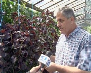 O NOUĂ REUŞITĂ A CERCETĂTORILOR BUZOIENI. AU ACLIMATIZAT PERILLA FRUTESCENS