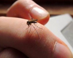 AUTORITĂŢILE SANITARE, ÎN ALERTĂ. IMPUN MĂSURI URGENTE ÎN ZONA PUIEŞTI