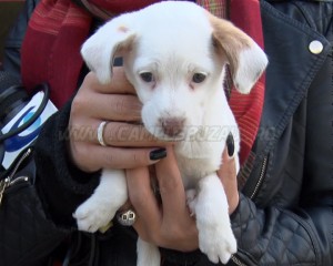 PADOCUL DIN SIMILEASCA ESTE PLIN. NIMENI NU VREA SĂ ADOPTE CÂINI FĂRĂ STĂPÂN