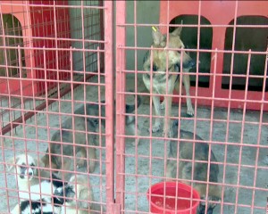 O SOLUŢIE PENTRU CÂINII COMUNITARI. PRIMĂRIA AR PUTEA ACORDA BONIFICAŢII PENTRU ADOPŢII