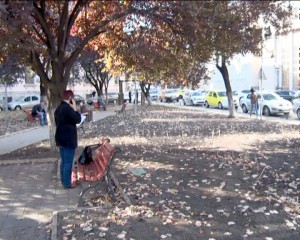 ORAŞUL LALELELOR. APROAPE UN MILION DE BULBI AU FOST PLANTAŢI