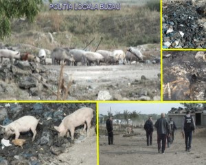 DESCOPERIRE ŞOCANTĂ A POLIŢIŞTILOR LOCALI. PORCI CRESCUŢI PRINTRE CADAVRE