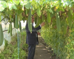 FĂRĂ IDENTITATE. CREAŢIILE LEGUMICOLE ROMÂNEŞTI NU SUNT AMPRENTATE GENETIC