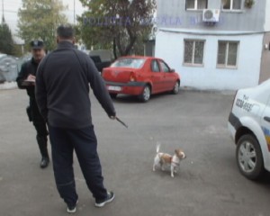 OBLIGAŢII PENTRU DEŢINĂTORII DE CÂINI. POLIŢIŞTII LOCALI ÎI VERIFICĂ DACĂ RESPECTĂ LEGEA