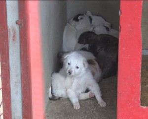 TÂRG DE ADOPŢII. CÂINII DIN PADOC VOR SĂ TRĂIASCĂ