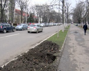 PRIMENIRE DE SĂRBĂTORI. ARBORII BĂTRÂNI DIN MUNICIPIU SUNT ÎNLOCUIŢI CU ALŢII MAI TINERI