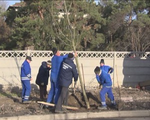 STRADA CU PLATANI. URBIS PLANTEAZĂ ARBORI ÎN BARIERA PLOIEŞTI