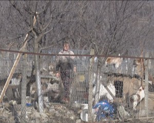 SCANDALUL CÂINILOR LA CERNĂTEŞTI. OAMENII NU MAI POT SUPORTA CALVARUL