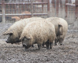 PORCI GRATIS PENTRU FERMIERII BUZOIENI. SE OFERĂ DOAR RASELE BAZNA ŞI MANGALIŢA