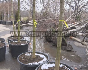 REGULI PENTRU ARBORI ŞI ARBUŞTI. PRIMĂRIA PROPUNE UN REGULAMENT PENTRU ACTIVITĂŢILE DIN SPAŢIILE VERZI