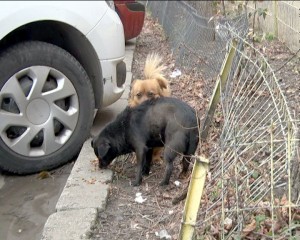 CÂINII DIN GOSPODĂRII, LUAŢI LA VERIFICAT. AMENZILE SUNT FOARTE MARI