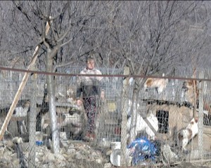 SE IAU MĂSURI ÎMPOTRIVA DEŢINĂTORILOR DE CÂINI. AMENDĂ DE 400 DE MILIOANE