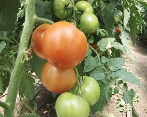 PROGRAMUL TOMATELOR, UN SUCCES. ROŞIILE DE BUZĂU, ÎN HIPERMARKETURI
