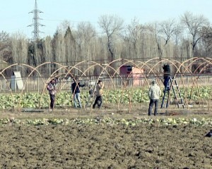 CUM AFECTEAZĂ VREMEA CULTURILE? SPECIALIŞTII AU ŞI VEŞTI BUNE, ŞI VEŞTI RELE