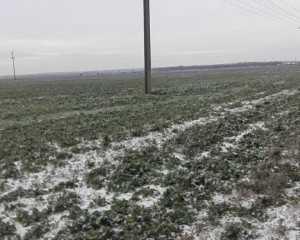 CULTURI AMENINŢATE. PLOAIA ÎNGHEŢATĂ AFECTEAZĂ VIŢA-DE-VIE ŞI POMII FRUCTIFERI