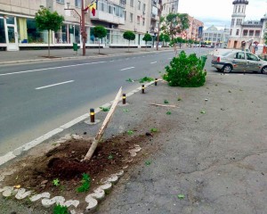 CAD ARBUŞTII, UNUL DUPĂ ALTUL. UN TERIBILIST A PUS LA PĂMÂNT DOI COPACI