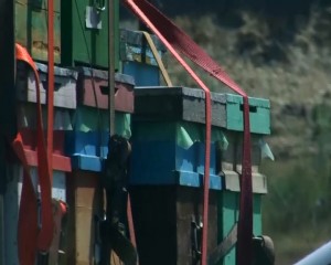 BĂRBAŢI UCIŞI DE ALBINE.  AU PLĂTIT CU VIAŢA O MANEVRĂ GREŞITĂ