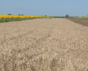 MAI PUŢINE CERERI, SUPRAFEŢE MAI MARI. PESTE 19.600 DE SOLICITĂRI DEPUSE LA APIA