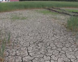 AJUTOARE PENTRU SECETĂ. BUZĂUL, LOCUL 5 ÎN TOPUL JUDEȚELOR CALAMITATE