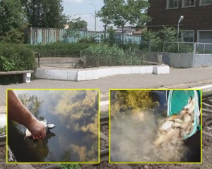 BROSCUŢELE DIN FÂNTÂNA DE LA GARĂ, RELOCATE. COMISARII GĂRZII DE MEDIU LE-AU TRANSFERAT ÎN CRÂNG