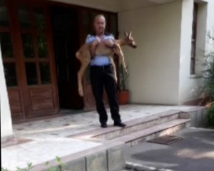 CĂPRIOARĂ, PE STRĂZILE BUZĂULUI. AU GĂSIT-O POLIŢIŞTII LOCALI