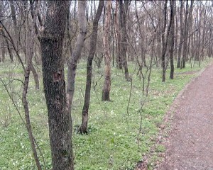 CRÂNGUL – PARC NATURAL. „CEA MAI ÎNALTĂ FORMĂ DE PROTECŢIE A ARIILOR PROTEJATE”