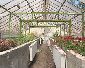 FLORI DE IMPORT. SERELE DE LA URBIS AR PUTEA PRODUCE DIN NOU