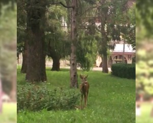 CĂPRIOARE PE ALEILE DIN CRÂNG. CIUTELE SUNT DIN CE ÎN CE MAI PRIETENOASE