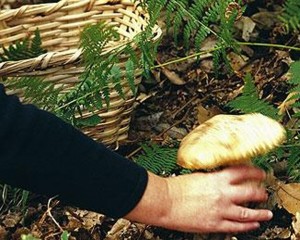 A MURIT DUPĂ CE A MÂNCAT CIUPERCI. AU FOST CULESE DE SOŢ, DIN PĂDURE