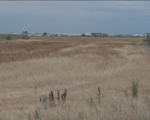AGRICULTURĂ PE PLOAIE. RECOLTAREA GRÂULUI ESTE ÎNTÂRZIATĂ