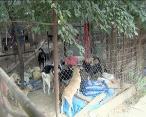 SITUAŢIE IMPOSIBILĂ LA CERNĂTEŞTI. IUBITORII DE ANIMALE AU DISPERAT LOCALNICII