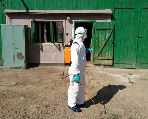 PRIMELE DOUĂ FOCARE DE PESTĂ PORCINĂ AFRICANĂ, STINSE. SE VOR RIDICA RESTRICŢIILE LA PĂNĂTĂU ŞI PĂTÂRLAGELE