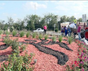 STRAT DE PROTECŢIE PENTRU FLORI. PE SPAŢIILE VERZI SE AŞTERNE UN STRAT DE MATERIE ORGANICĂ