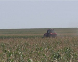 CE PAGUBE AU PRODUS GRINDINA ŞI SECETA. BILANŢ: APROAPE 13.000 HA DE CULTURI AFECTATE