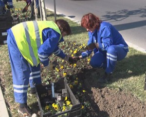 PANSELUŢE... NĂSTURAŞI... FLORILE TOAMNEI ÎNFRUMUSEŢEAZĂ BUZĂUL