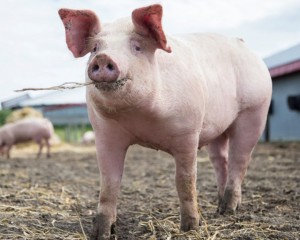 VIN PORCII SANTINELĂ ŞI LA BUZĂU. LA PĂTÂRLAGELE, TESTUL NU POATE FI APLICAT