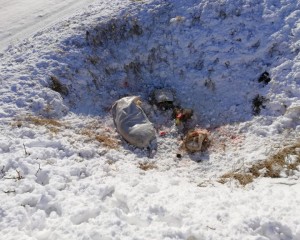 DOUĂ CADAVRE DE PORCI, ABANDONATE. AUTORITĂŢILE TRAG SEMNALE DE ALARMĂ