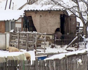 FOCARELE SE EXTIND, SACRIFICAREA ÎN MASĂ ESTE EXLUSĂ. ÎN JUDEŢUL BUZĂU SUNT ÎNREGISTRATE 10 CAZURI