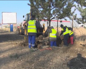 PLANTĂRI DE IARNĂ. SE ÎNFRUMUSEŢEAZĂ PORŢILE ORAŞULUI