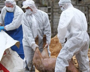 PESTA PORCINĂ AFRICANĂ SE EXTINDE LA BUZĂU. MII DE PORCI AU FOST EUTANASIAȚI