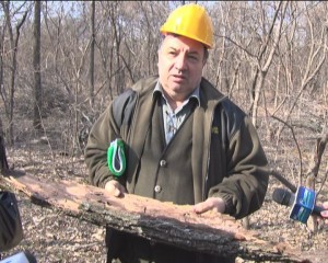 DE CE SE FAC TĂIERI ÎN CRÂNG: PĂDUREA ESTE CURĂŢATĂ DE COPACII BOLNAVI