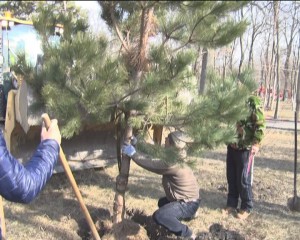SE PLANTEAZĂ ÎN CRÂNG. ÎN ZONA DE PARC SUNT PLANTAŢI PINI ŞI MESTECENI