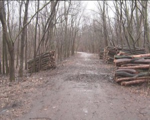 COPACI BOLNAVI. „PRIMĂRIA BUZĂU NU A TĂIAT ŞI NU VA TĂIA COPACI ÎN CRÂNG”