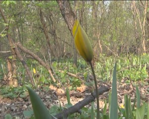 SALVAŢI LALEAUA GALBENĂ! APEL DE SUFLET CĂTRE BUZOIENI