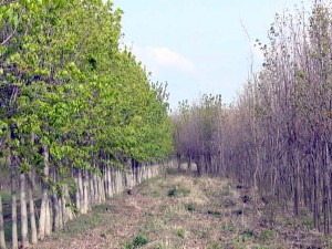 PEPINIERA URBIS VA FI REABILITATĂ. PLANTELE VOR FI VÂNDUTE BUZOIENILOR