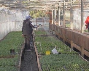 CRIZĂ DE LEGUME AUTOHTONE. PRODUCĂTORII ÎN SISTEM BIO ABIA MAI FAC FAŢĂ COSTURILOR